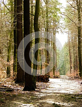 Springtime, forest awakens again after the winter break