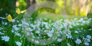 Springtime Forest glade with lots of white spring flowers and butterflies on a sunny day