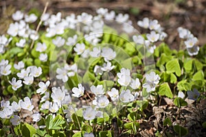 Springtime in forest with small white blossoms and fresh green leaves of Wood-sorrel in forest