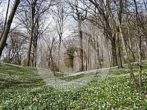 Springtime forest with wind flowers