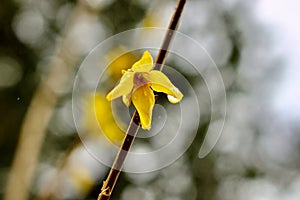 Springtime forsythia in bold yellow bloom Jenningsville Pennsylvania