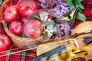 Springtime. Fresh red apples in a wicker basket in the garden. Picnic on the grass. Ripe apples and violin. Plaid on the grass, ap