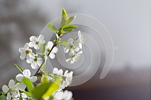 Springtime in fruit orchard, white cherry tree blossom close up