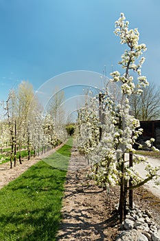 Springtime in fruit region