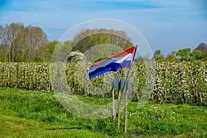 Springtime in fruit region Betuwe in Netherlands, Dutch flag and blossoming orchard with apple, pear, cherry and pear trees