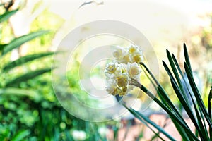 Springtime garden background with jonquil flowers.