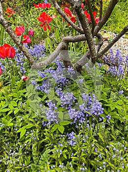 springtime garden bluebells on a blurred background