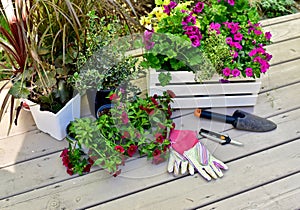 Springtime garden with tools and annual flowers for summer patio planters