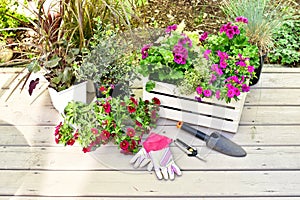 Springtime garden with tools and annual flowers for summer patio planters