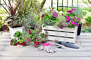 Springtime garden with tools and annual flowers for summer patio planters