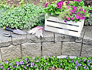 Springtime garden with tools and annual flowers for summer patio planters