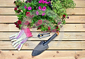 Springtime garden with tools and annual flowers for summer patio planters