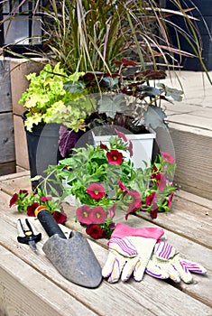 Springtime garden with tools and annual flowers for summer patio planters