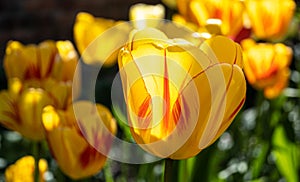 Springtime garden Tulip