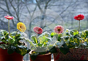 Springtime gerbera pot plants
