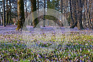 Springtime - glades of flowering crocus in park. Cetinje, Montenegro photo