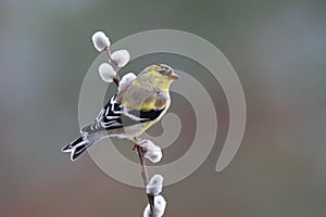 Springtime Goldfinch