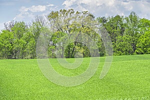 Springtime Green Grass and Trees With Copy Space