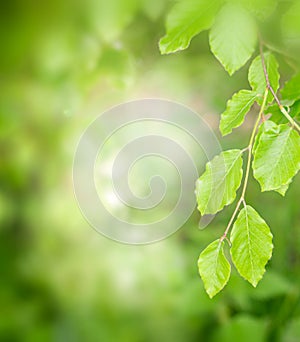 Springtime green leaf background