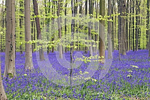 Springtime in Hallerbos forest, Belgium