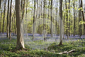 Springtime in Hallerbos