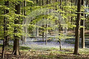 Springtime in Hallerbos
