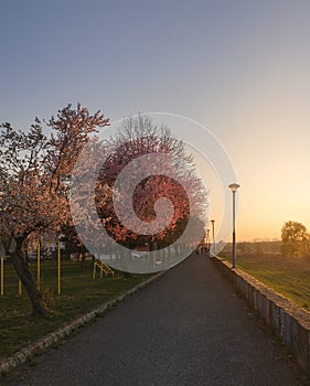 Spring blooms on the promenade in Bosanski Brod
