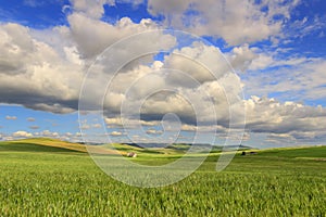 SPRINGTIME. Hilly landscape with fields of wheat immature, dominated by clouds.Italy