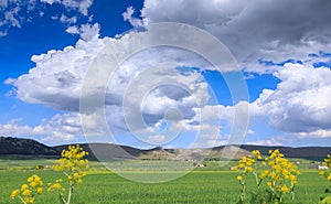 Springtime: hilly landscape with green wheat fields in Apulia, Italy.