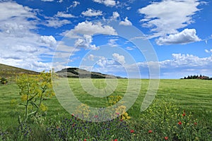 Springtime: hilly landscape with green wheat fields in Apulia, Italy. View of Alta Murgia National Park.