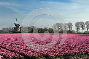 Springtime in Holland