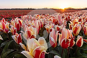 Springtime in Holland, field of red and yellow tulips at sunset