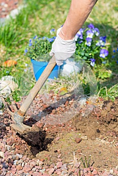 Springtime home gardening, hoeing soil and planting flowers
