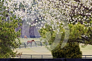 Springtime at the Horse Ranch