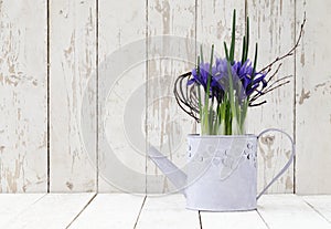 Springtime, iris potted flowers in watering can on wooden white