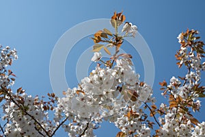 Springtime Japanese cherry blossom