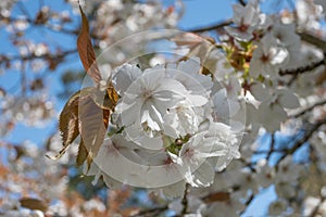 Springtime Japanese cherry blossom tree