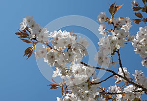 Springtime Japanese cherry blossom tree