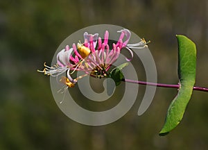 Lonicera japonica - Japanese Honeysuckle in bloom. Portugal