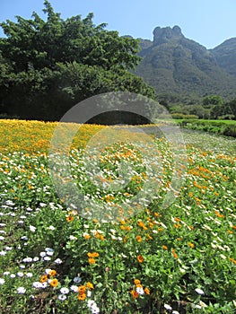 Springtime Kirstenbosch Gardens Western Cape SA