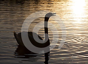 springtime on the lake with a lone Swan