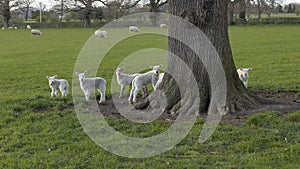 Springtime lambs in a field