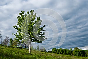 Springtime landscape