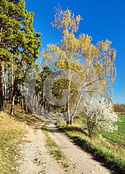 springtime landscape with dirt road