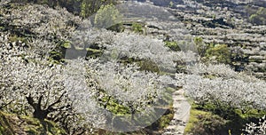 Springtime landscape in Jerte Valley photo