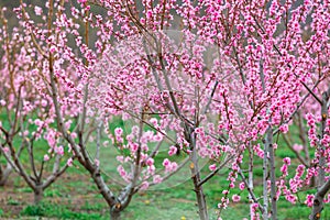 Springtime landscape with peach tree orchards in the countryside