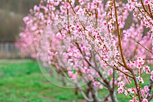 Springtime landscape with peach tree orchards in the countryside