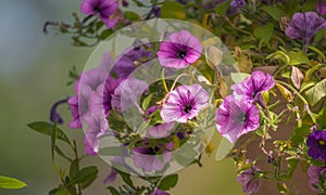 Springtime lavender pink trailing petunias in full bloom.