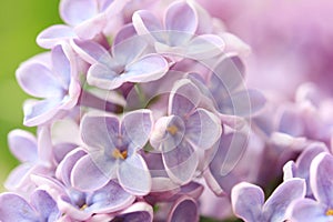 Springtime lilac background, close up