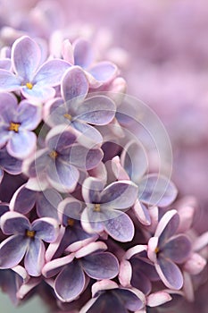 Springtime lilac background, close up